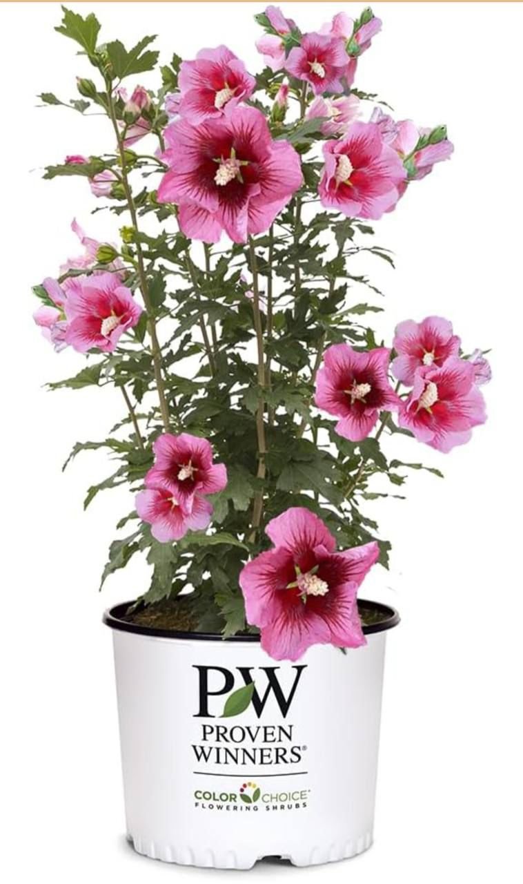 WhatsApp Image 2026-01-20 at 20.05