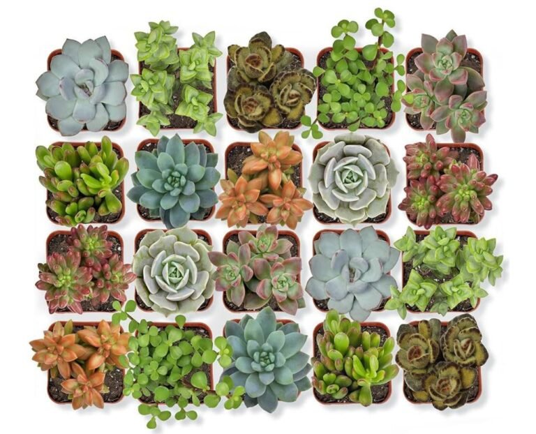 WhatsApp Image 2026-03-17 at 04.39