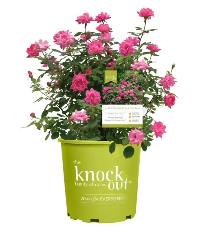 WhatsApp Image 2026-04-18 at 04.20